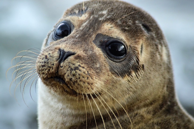 seal